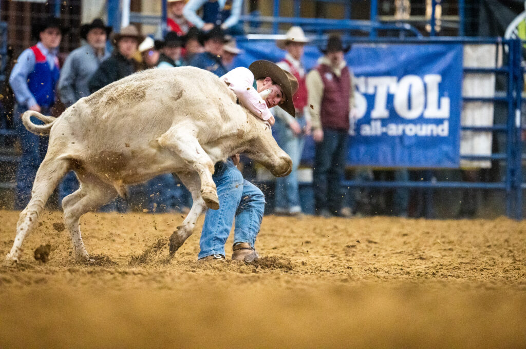 Cowboy grabbing cow by the horns